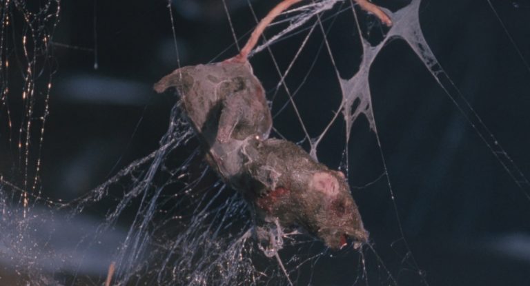 A rat caught in a spider's web in Arachnophobia (1990).