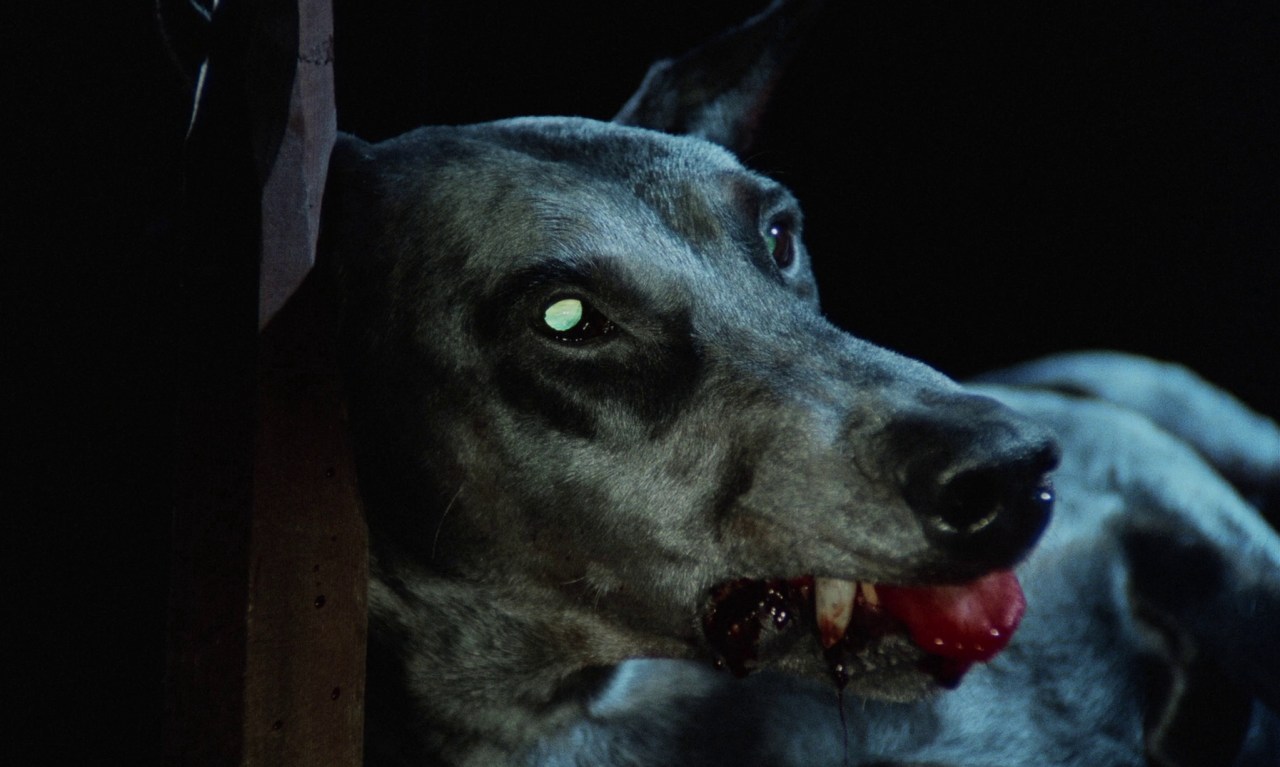 Zoltan, Hound of Dracula (1977)
