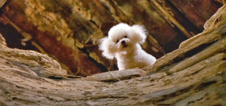16+ Most Memorable Dogs in Horror Movies