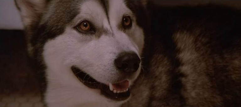 16+ Most Memorable Dogs in Horror Movies – Creepy Catalog