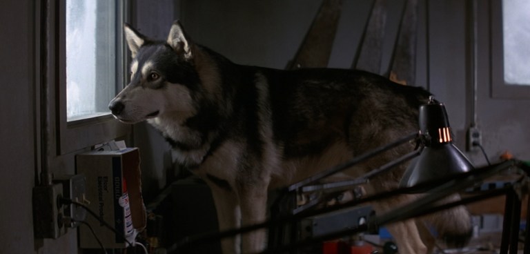 The Norwegian dog in The Thing (1982).