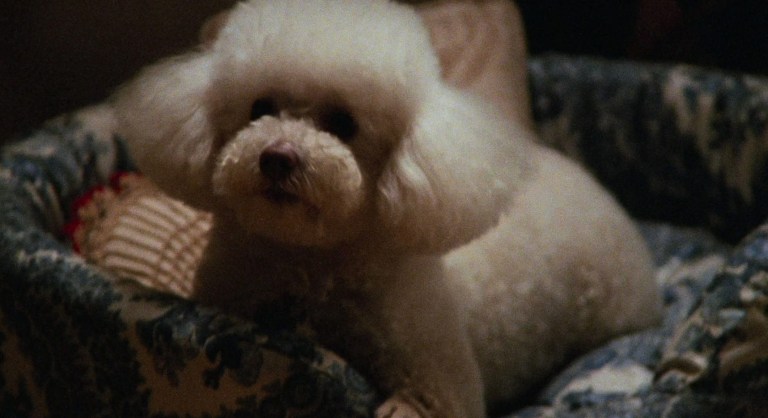 16+ Most Memorable Dogs in Horror Movies – Creepy Catalog