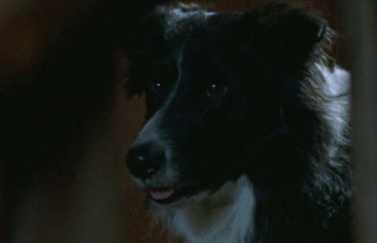 Sam in Dog Soldiers (2002).
