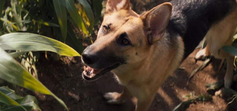 Samantha in I Am Legend (2007).