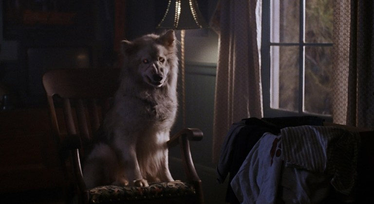 Zowie in Pet Sematary 2 (1992).