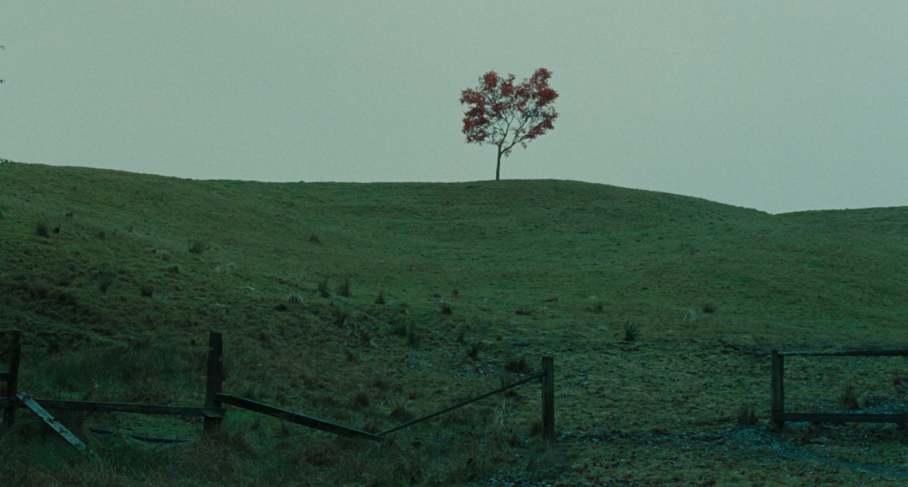 The red Japanese maple tree in The Ring (2002).