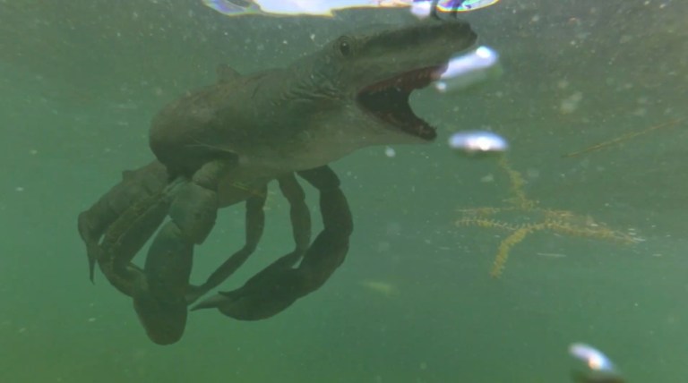 The crab shark swims underwater in Cocaine Shark (2023).