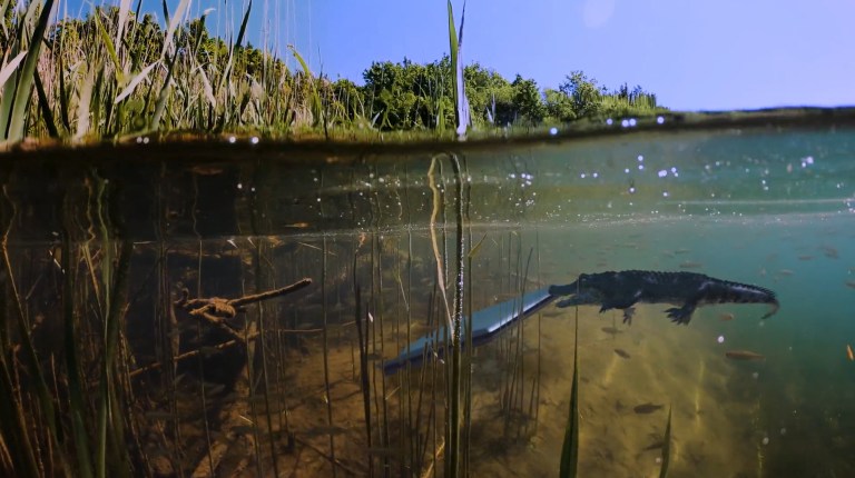 In a lake, a baby alligator investigates a laptop as seen in Bad CGI Gator (2023).
