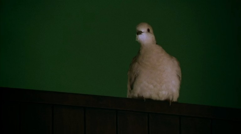A dove looks around in Stigmata (1999).