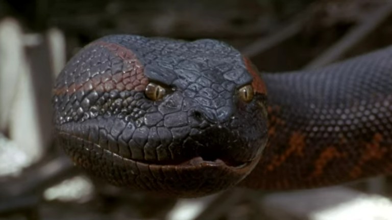 The giant anaconda from Anaconda (1997).