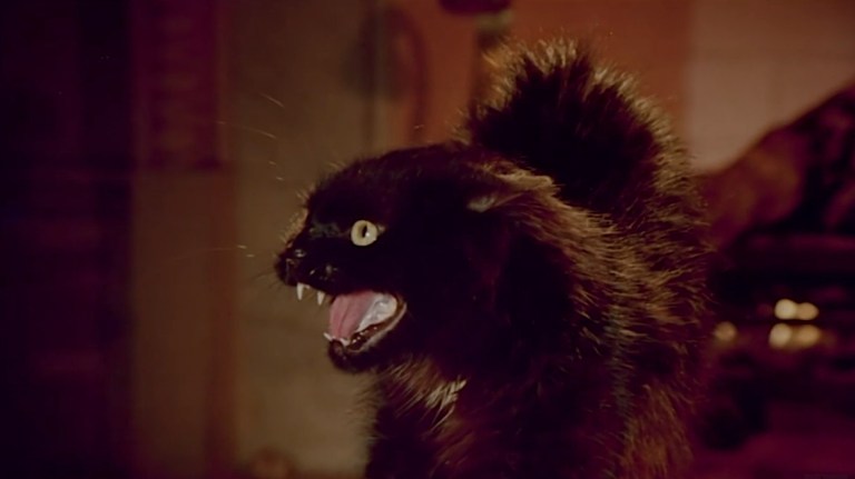A black cat hisses in Darker Than Night (1975).