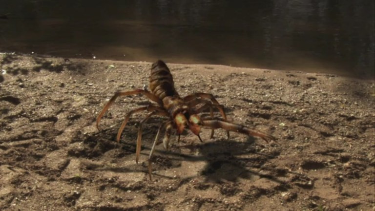 A CGI spider crawls across sand in Camel Spiders (2011).