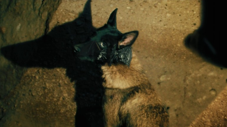 A bat sitting on a dog's face in A Breed Apart (2025).