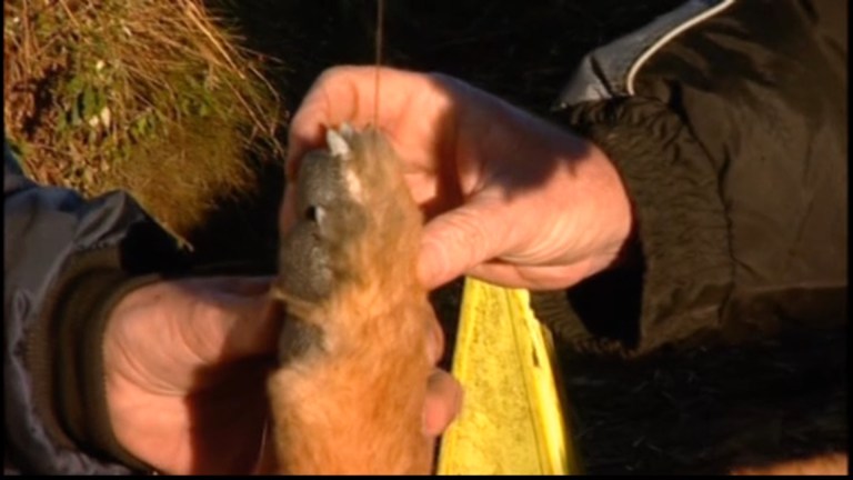 A fake dog's paw in The Breed (2006).