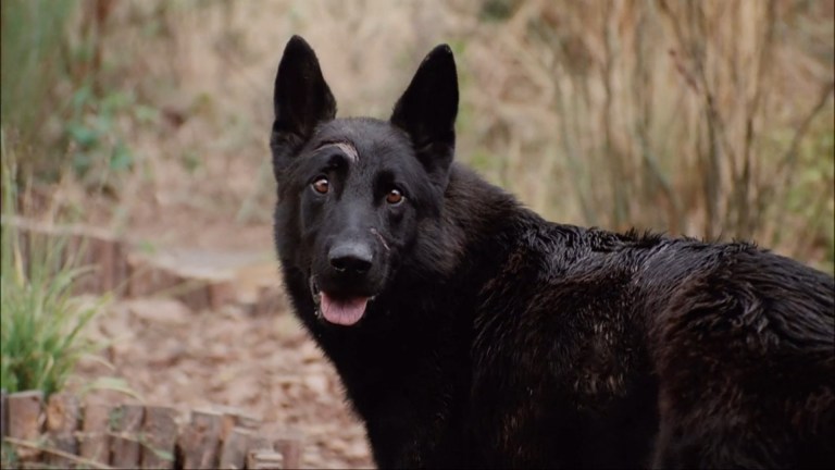 A black dog in The Breed (2006)
