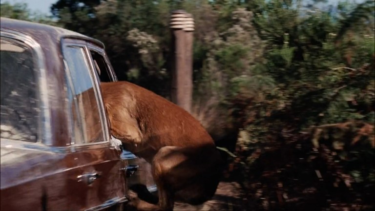 A dog hangs out of a car window in The Breed (2006).