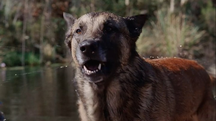 6 Reasons Why ‘The Breed’ is Better Than ‘A Breed Apart’