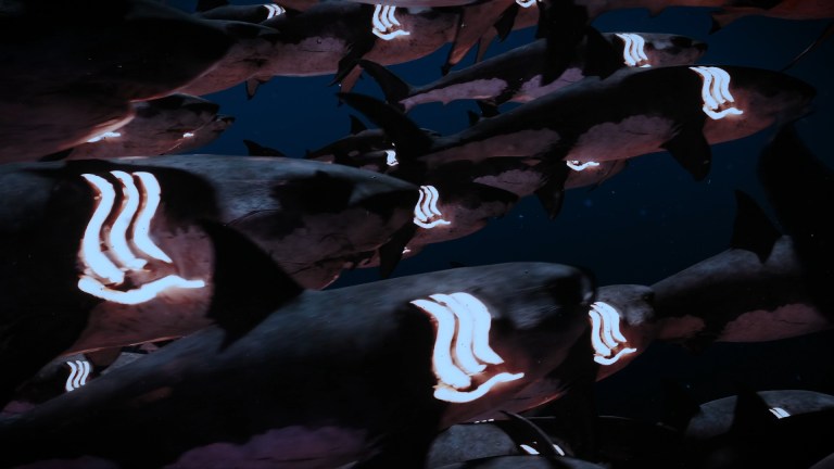 Hot Spring Shark Attack
