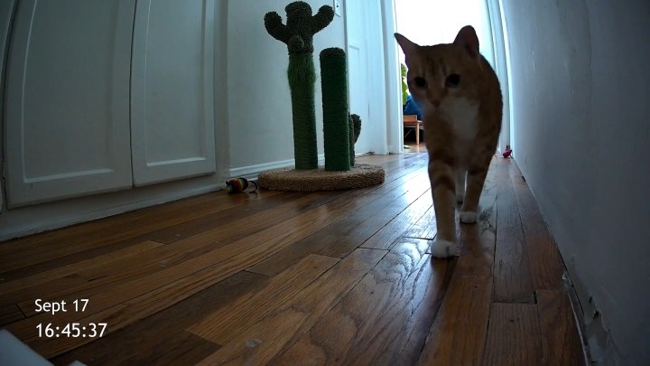 Cat Cam, the Found-Footage Horror Film Starring a Cat Named Nug, Arrives on VOD August 25