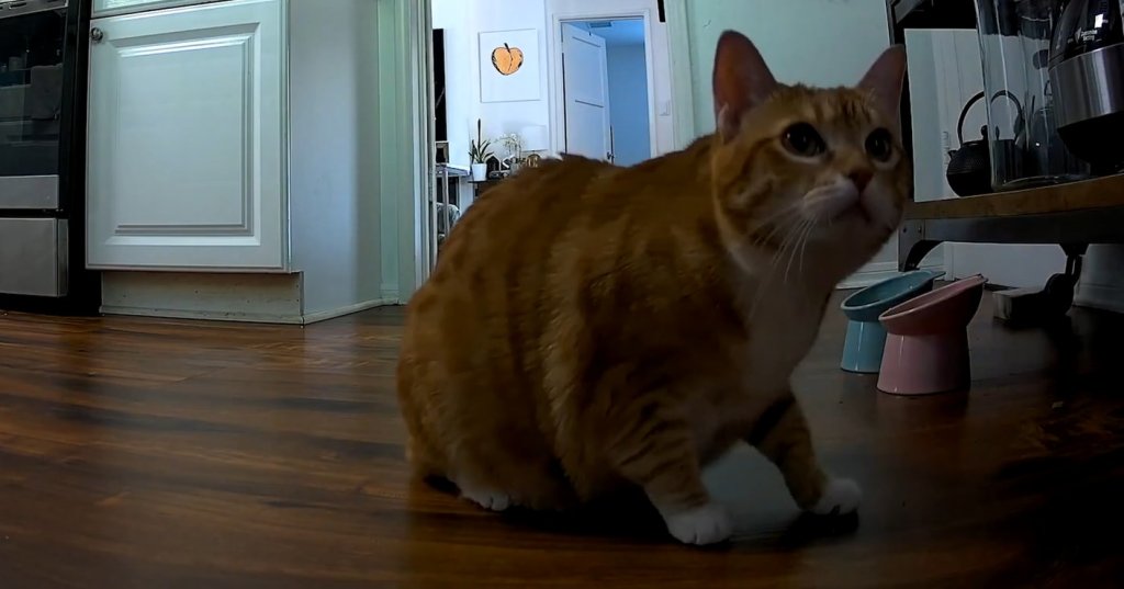 'Cat Cam' Is Like 'Paranormal Activity' Crossed with 'Good Boy', but with a Cat Named Nug, and It’s Now Available on VOD