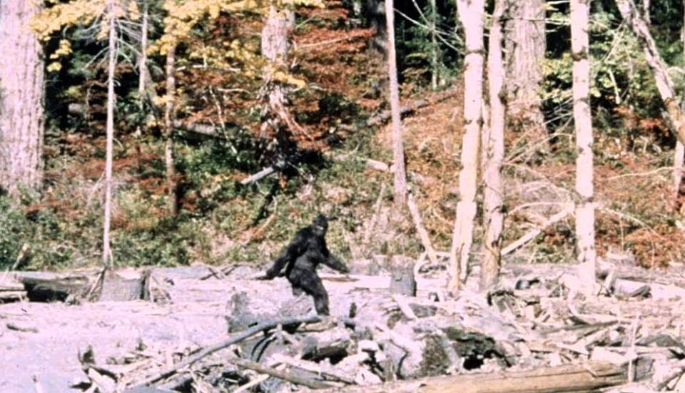 A frame from the 1967 Patterson-Gimlin film showing a large hairy figure walking through a forested area