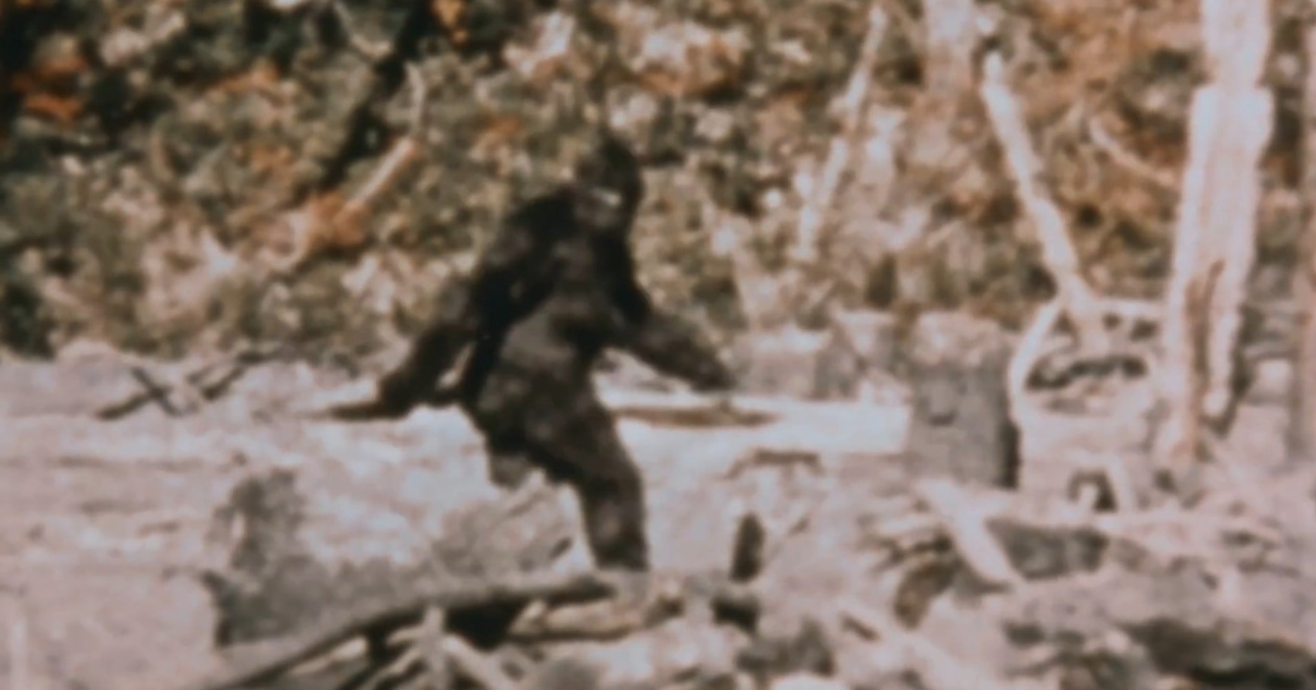 The Backstory, and the Truth, About the Most Famous Evidence of Bigfoot Is Revealed in the Documentary 'Capturing Bigfoot', Now on VOD